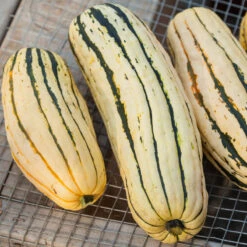 Organic Squash, Winter Delicata (1 Oz) 9 Organic Squash, Winter Delicata (1 Oz) -Felco Butik 20121002 0172 1
