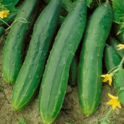 Straight Eight Cucumber Seeds (Organic) -Felco Butik 63 cucumber straight eight web