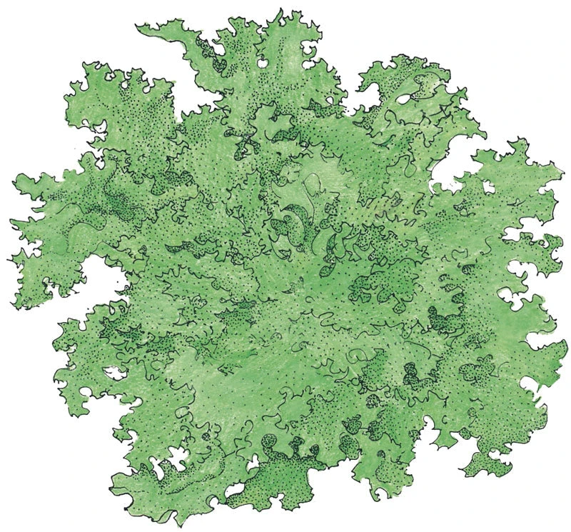 Tango Lettuce Seeds (Organic) 4 Tango Lettuce Seeds (Organic) - Billede 2