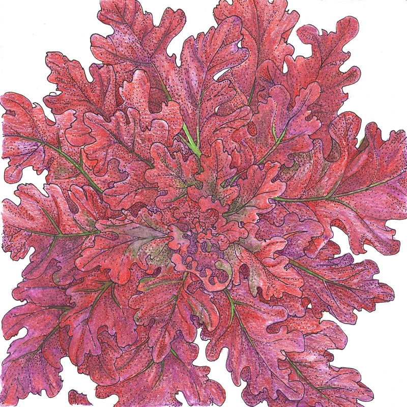 Red Salad Bowl Lettuce Seeds (Organic) 4 Red Salad Bowl Lettuce Seeds (Organic) - Billede 2