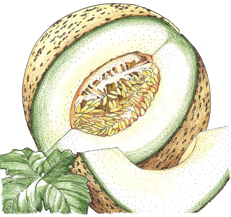 Rocky Ford Green Melon Seeds (Organic) 4 Rocky Ford Green Melon Seeds (Organic) - Billede 2