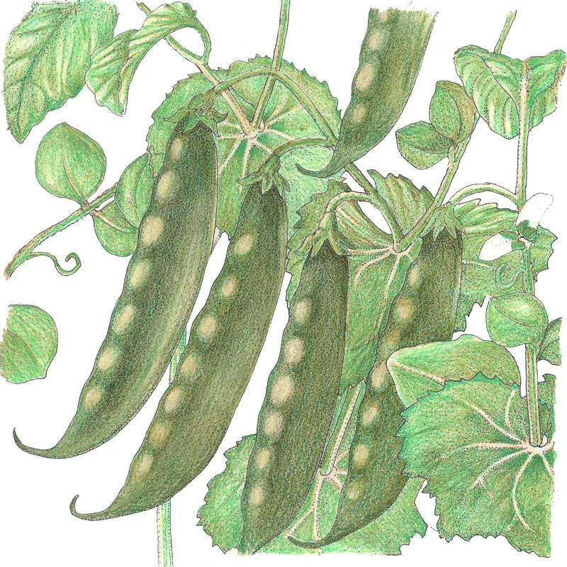 Mammoth Melting Pea Seeds (Organic) 4 Mammoth Melting Pea Seeds (Organic) - Billede 2