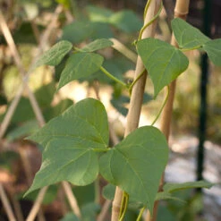 Bamboo Stakes - 7' (Pack Of 10) -Felco Butik bamboo1 a