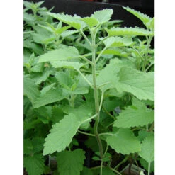 Organic Catnip -Felco Butik catnip web