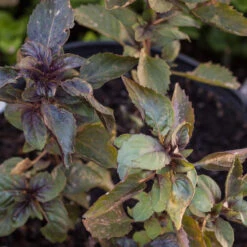 Organic Basil, Culinary Blend (pack) -Felco Butik corsican basil 2 1