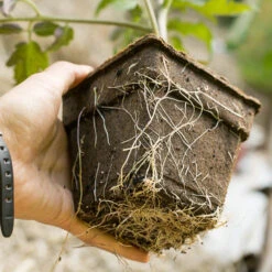 CowPots - 3" Square 6 Pack (Pack Of 3) -Felco Butik cowpot roots