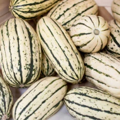 Organic Squash, Winter Delicata (1 Oz) 8 Organic Squash, Winter Delicata (1 Oz) -Felco Butik delicata a