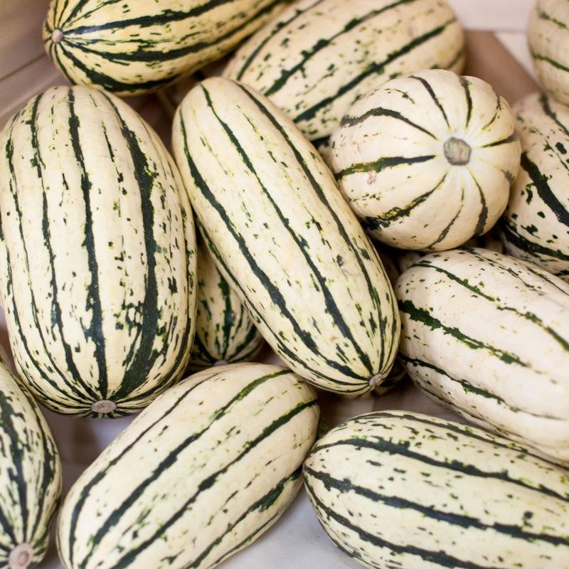 Organic Squash, Winter Delicata (1 Oz) 5 Organic Squash, Winter Delicata (1 Oz) - Billede 3
