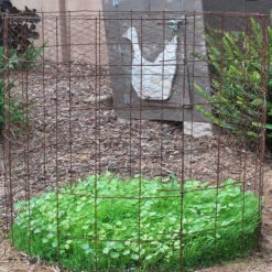 Peaceful Valley Omega-3 Chicken Forage Blend For Irrigated Land - Nitrocoated Seed (lb) -Felco Butik dsc 0751