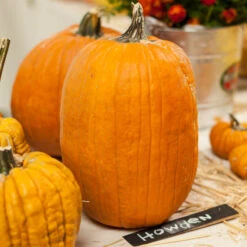 Howden Pumpkin Seeds (Organic) -Felco Butik expo 0172 1