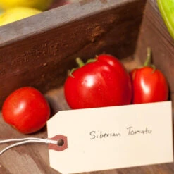 Siberia Tomato Seeds (Organic) -Felco Butik expo 0298 1