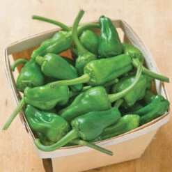 Padron Pepper Seeds (Organic) 7 Padron Pepper Seeds (Organic) -Felco Butik jsspadron.cat web