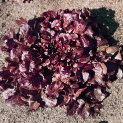 Red Oakleaf Lettuce Seeds (Organic) -Felco Butik lettuce red oakleaf