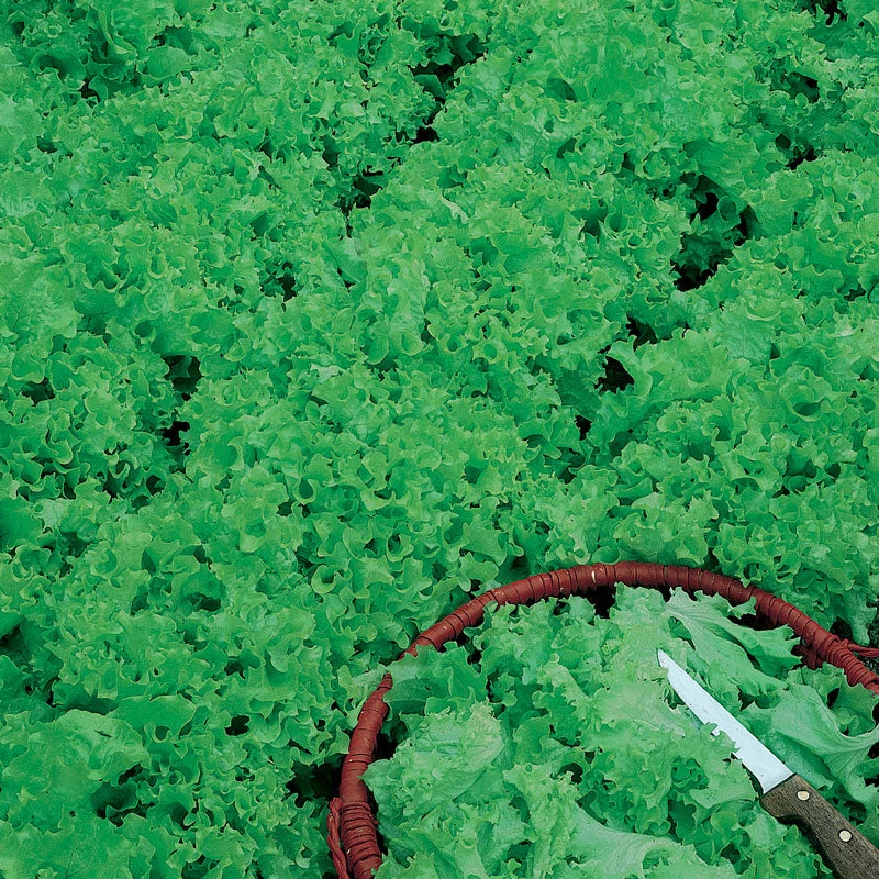 Tango Lettuce Seeds (Organic) 5 Tango Lettuce Seeds (Organic) - Billede 3