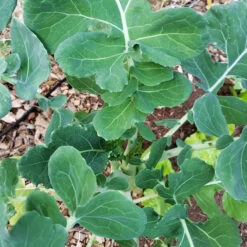 Marrowstem Kale Seeds (Organic) -Felco Butik marrowstem kale leaves