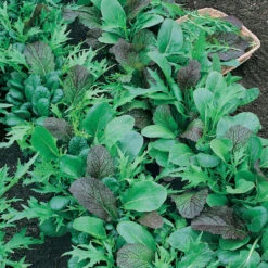 Mesclun Mix Greens Seeds (Organic) -Felco Butik mesclun mix