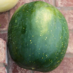 Moon & Stars Watermelon Seeds (Organic) -Felco Butik moon stars 0001 1