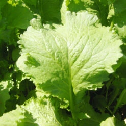 Felco Butik 32 Felco Butik -Felco Butik mustard southern giant curled