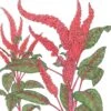 Organic Amaranth, Burgundy (1 Oz) -Felco Butik organic amaranth burgundy 1 oz