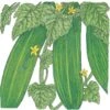 Organic Cucumber, Straight Eight (1/4 Lb) -Felco Butik organic cucumber straight eight 1 4 lb
