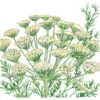 Organic Dill, Bouquet (1/4 Lb) 2 Organic Dill, Bouquet (1/4 Lb) -Felco Butik organic dill bouquet 1 4 lb