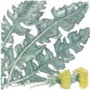 Organic Greens, Chicory Catalogna (1 Oz) 2 Organic Greens, Chicory Catalogna (1 Oz) -Felco Butik organic greens chicory catalogna 1 oz