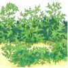 Organic Greens, Mustard Mizuna (1/4 Lb) -Felco Butik organic greens mustard mizuna 1 4 lb