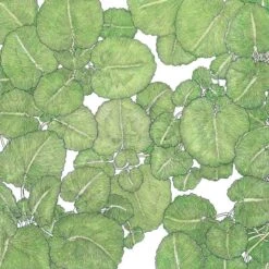 Organic Greens, Watercress (1 Oz)