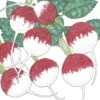 Organic Radish, Sparkler (1/4 Lb) -Felco Butik organic radish sparkler 1 4 lb