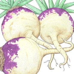 Organic Rutabaga, Joan (1 Oz)