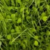 Peaceful Valley Herbal Irrigated Pasture Mix - Nitrocoated Seed (lb) -Felco Butik peaceful valley herbal irrigated pasture mix nitrocoated seed lb