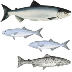 Peaceful Valley Organic Liquid Fish 2-3-0.5 (55 Gal)