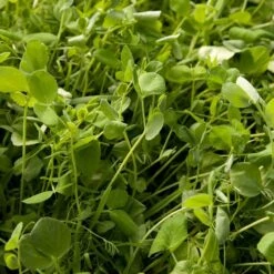 Peaceful Valley Premium Soil Builder Mix - Raw Seed (lb)