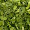 Peaceful Valley Winter Edible Cover Crop Mix - Raw Seed (lb) 1 Peaceful Valley Winter Edible Cover Crop Mix - Raw Seed (lb) -Felco Butik peaceful valley winter edible cover crop mix raw seed lb