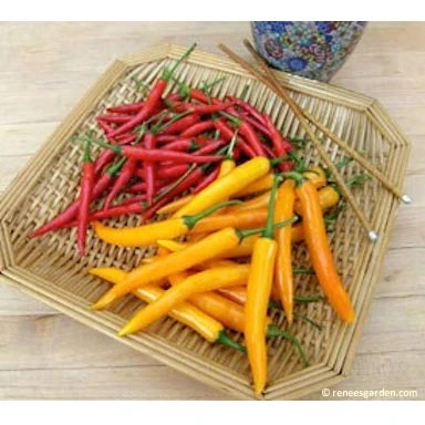 Renee's Garden Pepper Chile Thai Duo Orange Full Moon & Red Vesuvius 6 Renee's Garden Pepper Chile Thai Duo Orange Full Moon & Red Vesuvius - Billede 4