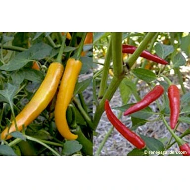 Renee's Garden Pepper Chile Thai Duo Orange Full Moon & Red Vesuvius 8 Renee's Garden Pepper Chile Thai Duo Orange Full Moon & Red Vesuvius - Billede 6
