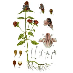 Strictly Medicinal Organic Self Heal (Prunella Vulgaris) -Felco Butik prunella vulgaris
