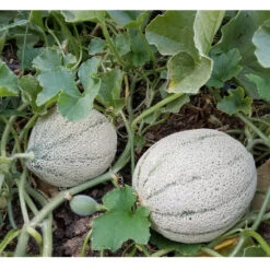 Rocky Ford Green Melon Seeds (Organic) 7 Rocky Ford Green Melon Seeds (Organic) -Felco Butik rocky ford green web