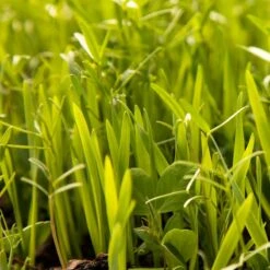 Organic Peaceful Valley Budget Soil Builder Mix - Raw Seed (lb) 6 Organic Peaceful Valley Budget Soil Builder Mix - Raw Seed (lb) -Felco Butik scm125 web 1