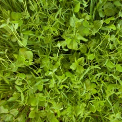 Organic Peaceful Valley Budget Soil Builder Mix - Raw Seed (lb) 7 Organic Peaceful Valley Budget Soil Builder Mix - Raw Seed (lb) -Felco Butik scm125 budget soil builder web 1