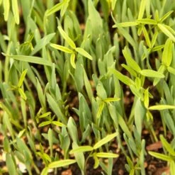 Peaceful Valley Forage Blend Dryland Pasture Mix - Raw Seed (lb) -Felco Butik scm300 web
