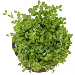 Peaceful Valley Winter Edible Cover Crop Mix - Raw Seed (lb) -Felco Butik scm900