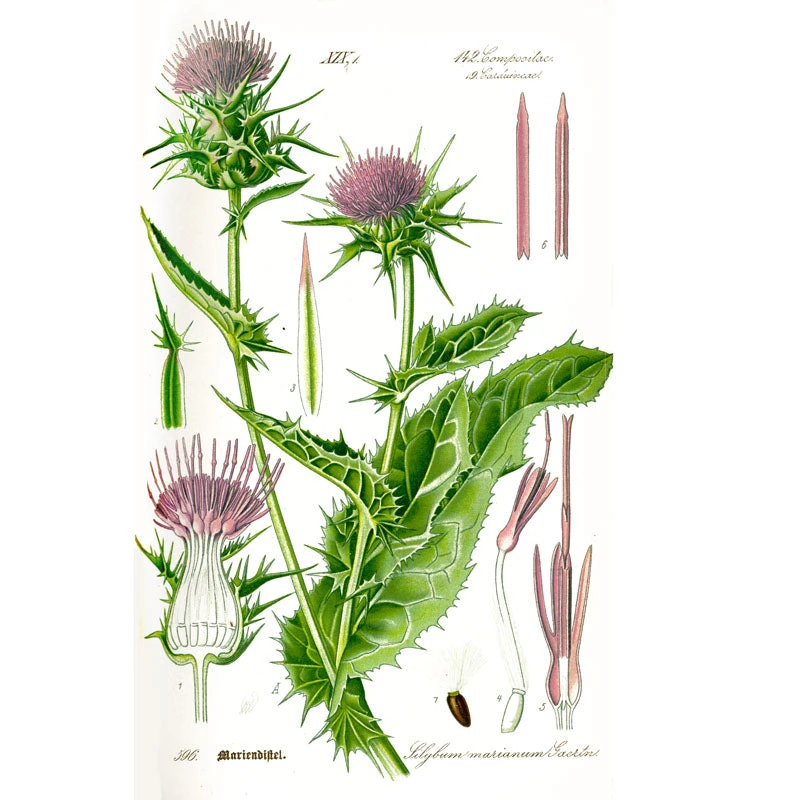 Strictly Medicinal Organic Milk Thistle 4 Strictly Medicinal Organic Milk Thistle - Billede 2