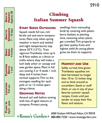 Renee's Garden Squash Summer Climbing Trombetta Di Albinga (Heirloom) 5 Renee's Garden Squash Summer Climbing Trombetta Di Albinga (Heirloom) - Billede 3
