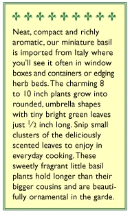 Renee's Garden Basil Mini Windowbox 5 Renee's Garden Basil Mini Windowbox - Billede 3