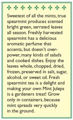 Renee's Garden Spearmint Italian (Heirloom) -Felco Butik snv4226 b