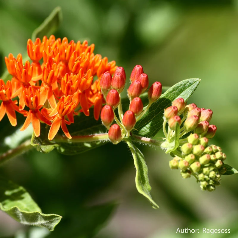 Strictly Medicinal Organic Pleurisy Root 5 Strictly Medicinal Organic Pleurisy Root - Billede 3