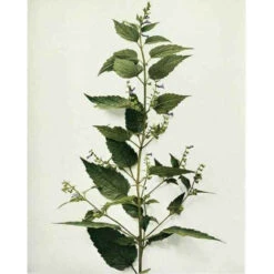 Strictly Medicinal Organic Skullcap -Felco Butik snv7036b