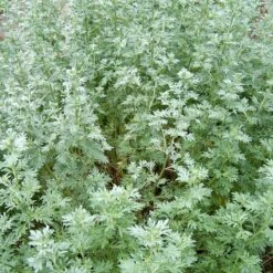 Strictly Medicinal Organic Wormwood -Felco Butik snv7089 web