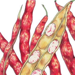 Felco Butik 9 Felco Butik -Felco Butik snv8009 web2